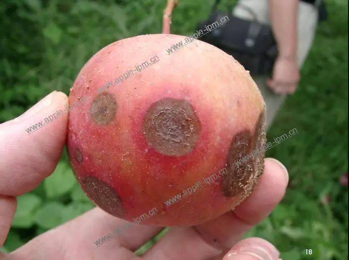 果园讲堂夏管苹果园误区快避免