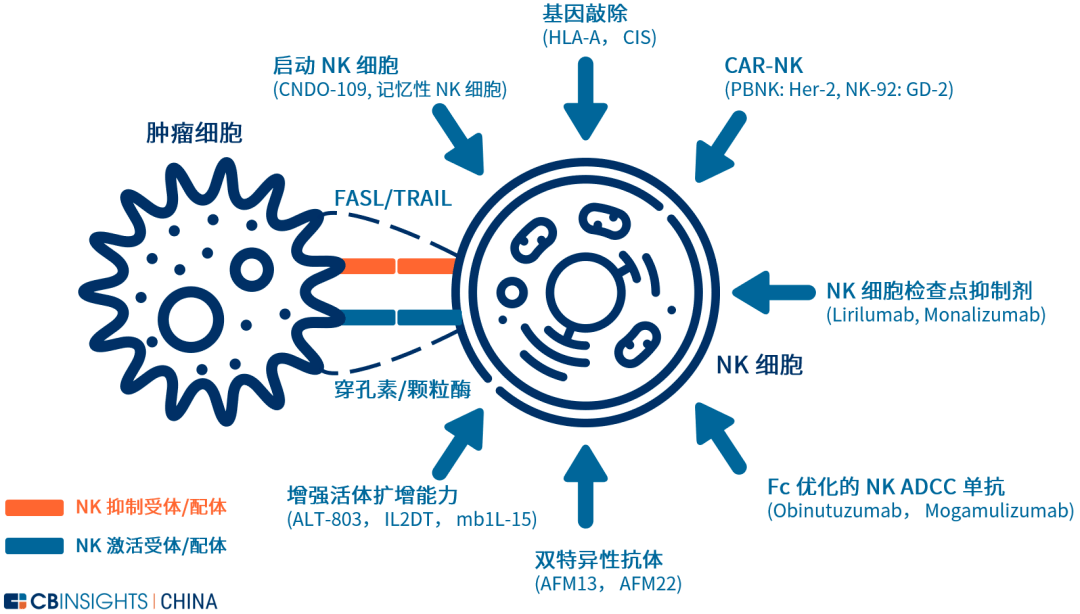car-t颠覆者?nk细胞疗法全球主要玩家进展剖解