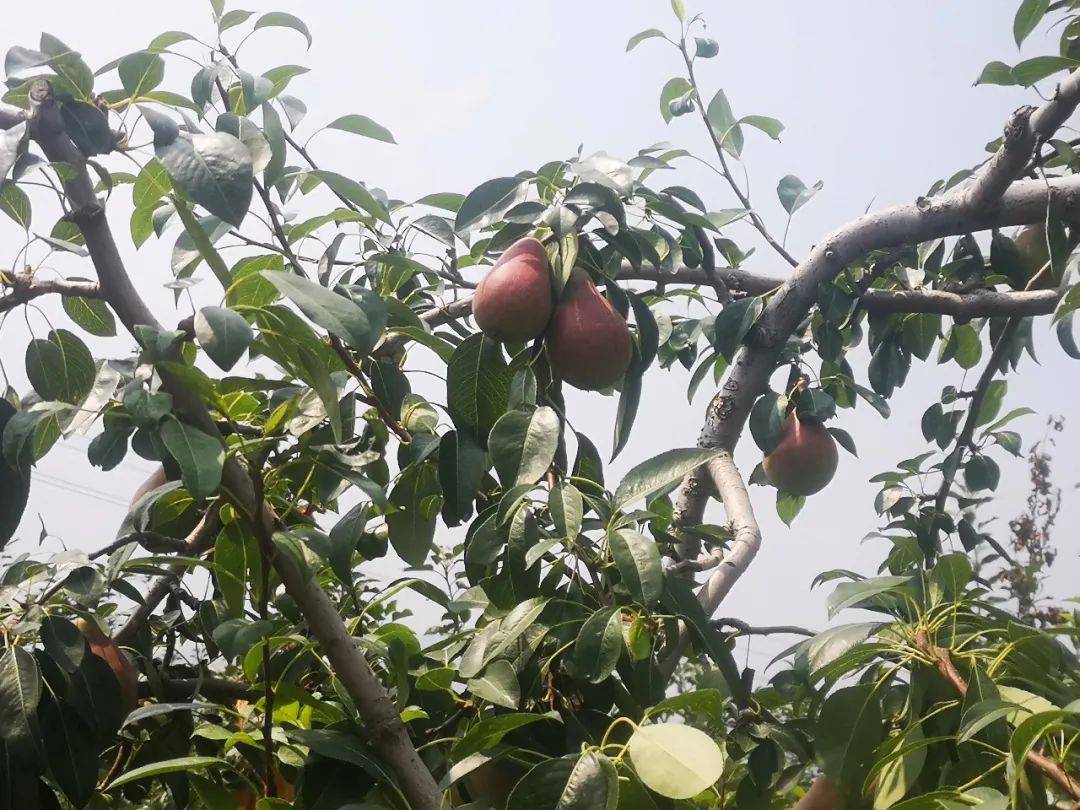 急!龙口这个村有10万斤伏阳梨!等待您伸出援手!