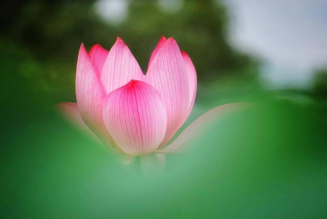 路过人间拈花一笑