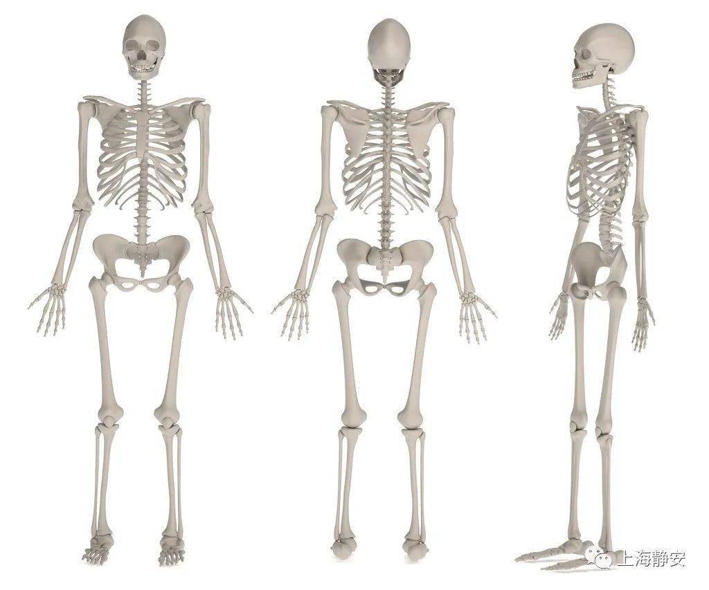 男女骨骼差异图男生图片