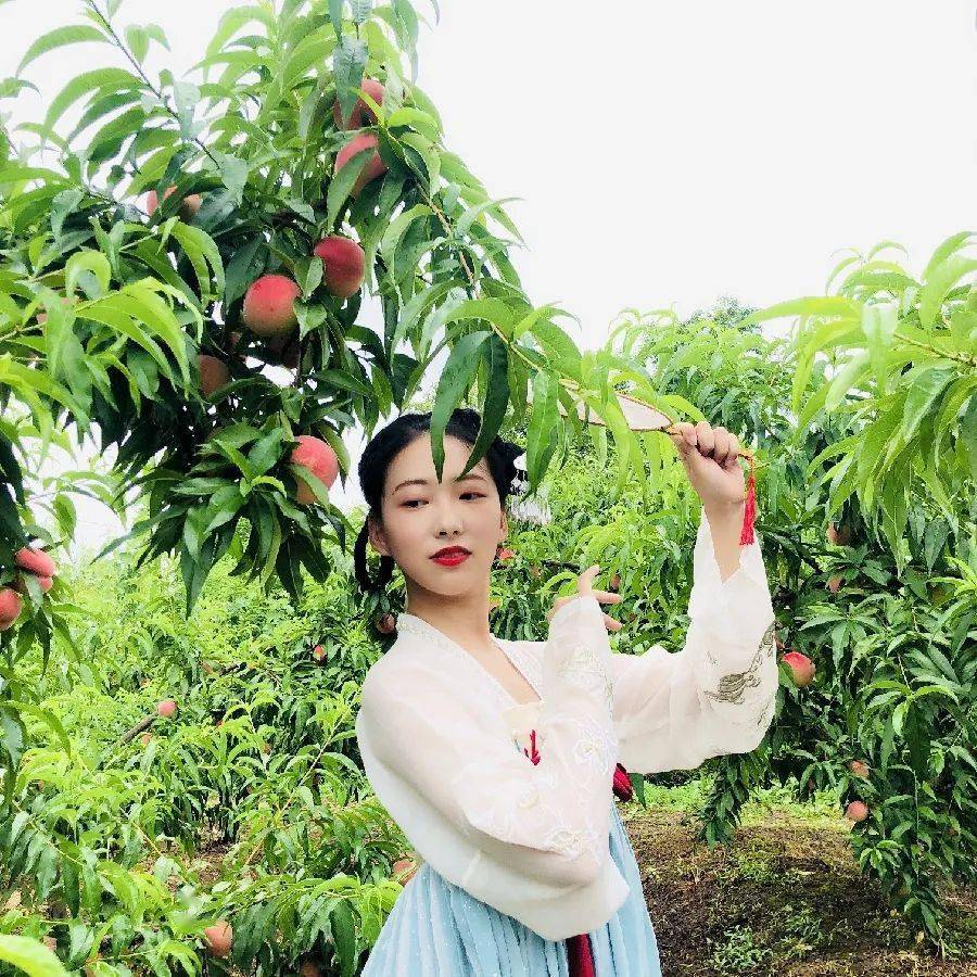 【文旅推荐】令人"桃"醉,徐望镇桃子采摘正当时!