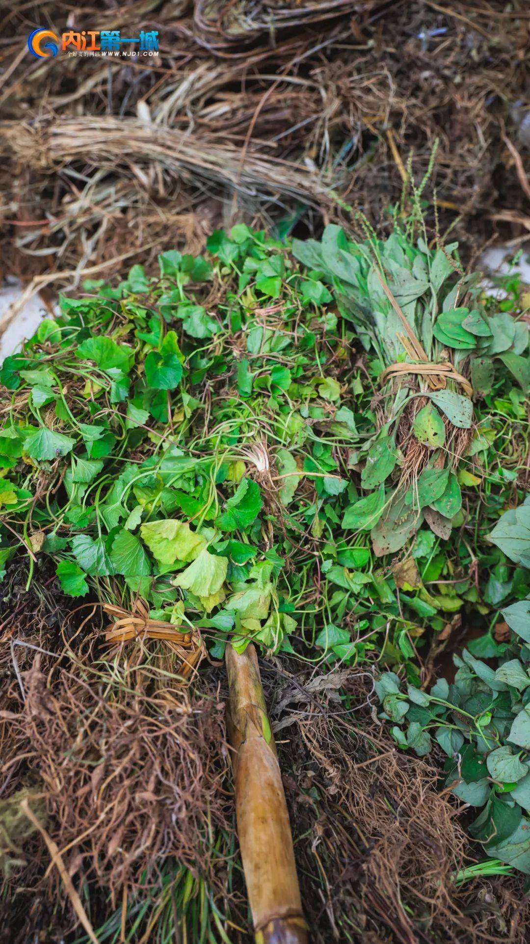 服他的草草药老公公姓陈不太爱说话咕噜噜看到一家开了30来年的草药店