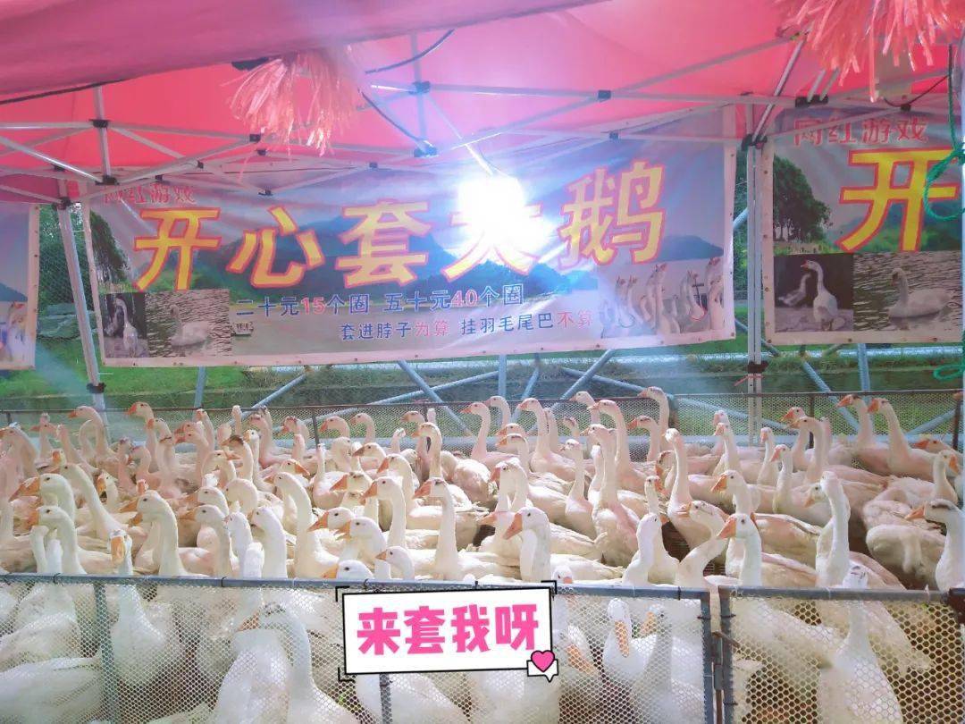 开心套大鹅,兔兔游玩区香的我从城西追到城北这条gai真香以上仅为部分