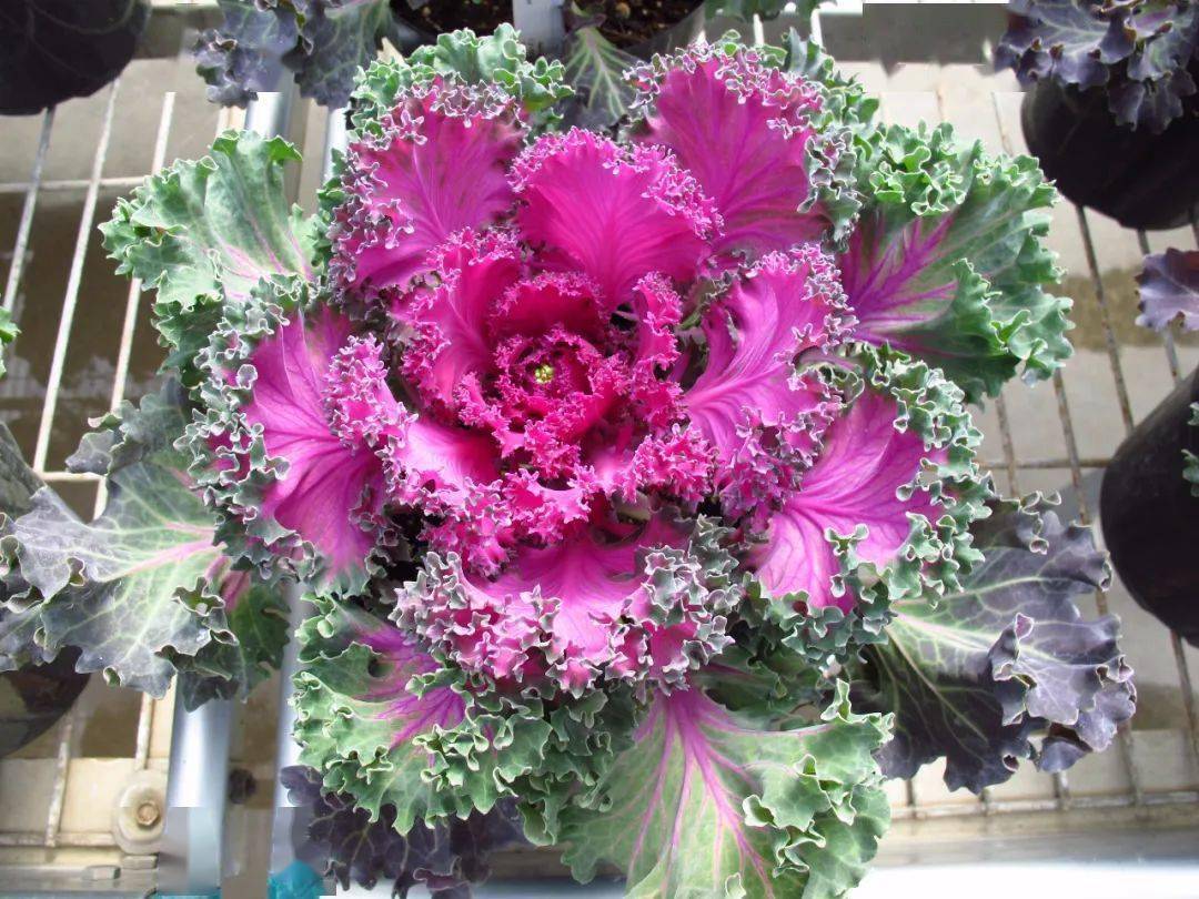 反季节销售冠军羽衣甘蓝丨7款不能错过的神仙颜值