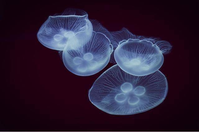 罕见水母现身云南在地球上活了6亿年如今比熊猫还稀缺