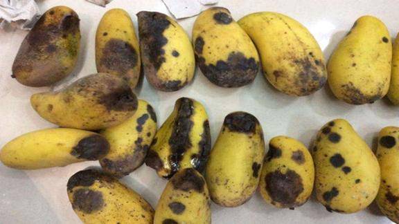 烂掉的芒果别扔掉简单几步变废为宝能省很多钱