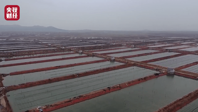 即墨海参养殖现敌敌畏,养殖户:少数人投放参苗前用农药清塘_池塘