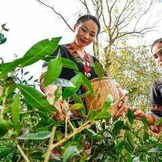 茶俗百匯黎族水滿茶