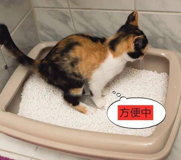猫上厕所的习惯与规范