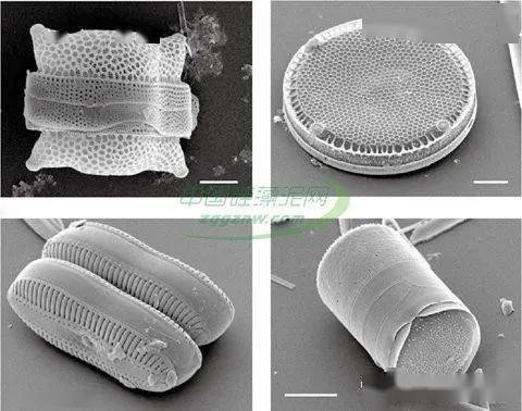 电子显微镜下的硅藻"分子筛"结构硅藻土中大量微细孔(分子筛结构)具有