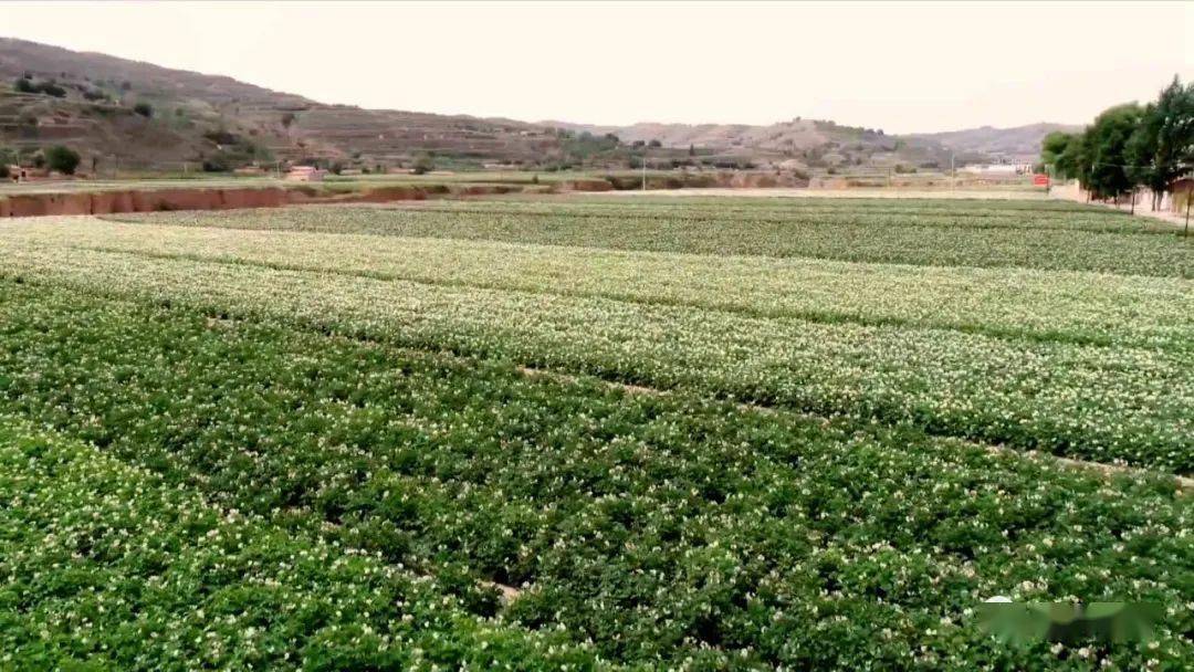 称钩驿镇马铃薯开出脱贫致富花