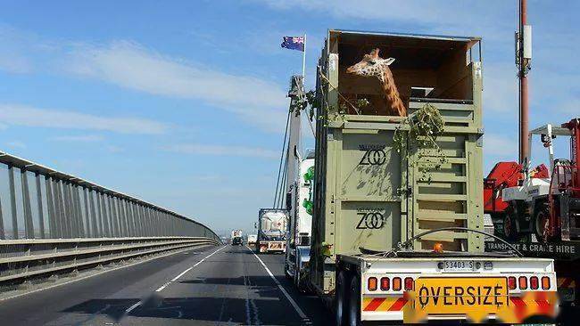 长颈鹿身高5米,是怎么被运到动物园的?_运输