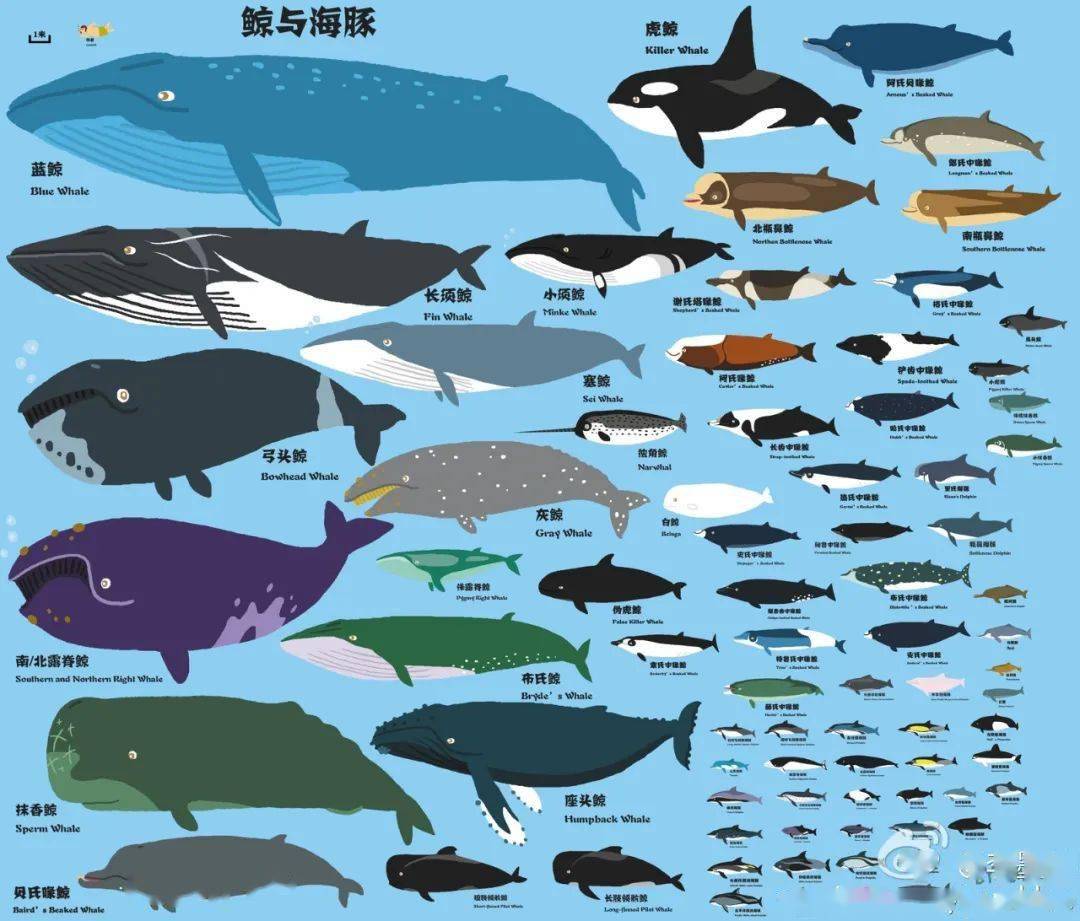 鲸鱼的种类大全及名称图片