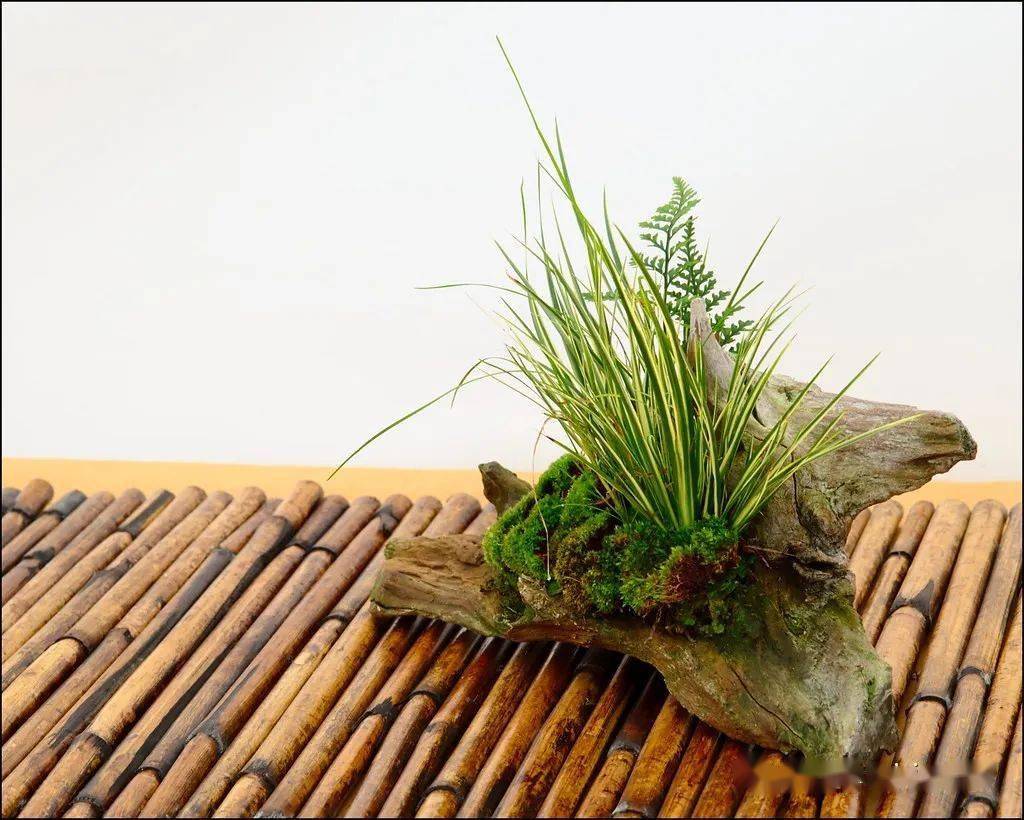 精致的日本山野草盆景作品欣赏