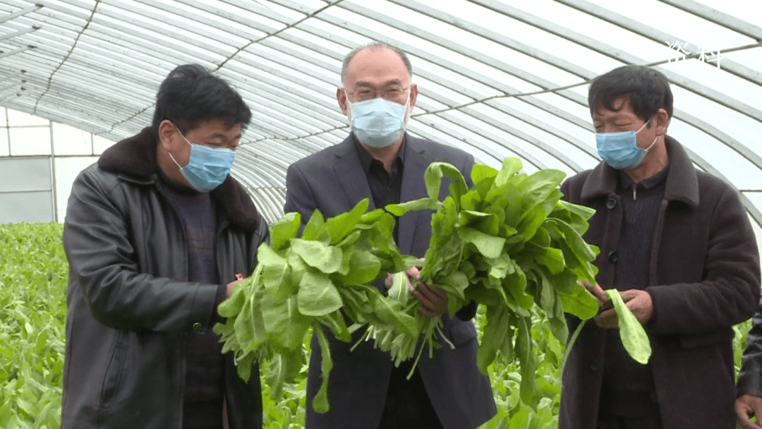 中国科学院院士吴养洁一行到我县调研菊苣实验种植工作_黄德镇