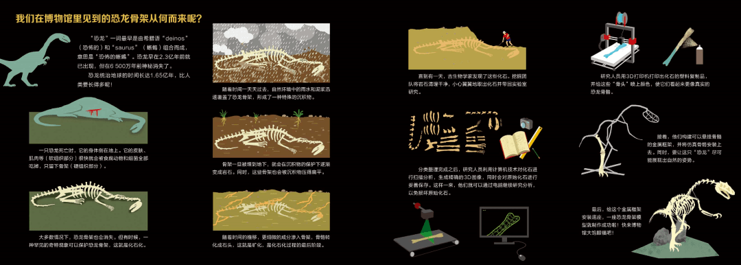 书中关于恐龙化石形成过程的知识总结实体恐龙化石模型亲手体验挖挖挖