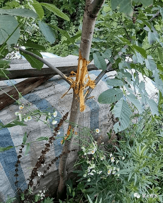 柞水小岭一村民家几十棵树被剥皮!