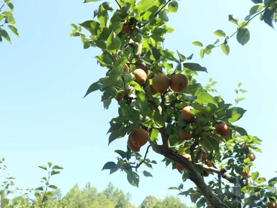 尝一口正宗的夏日香气长桥乡上凡黄花梨开采了