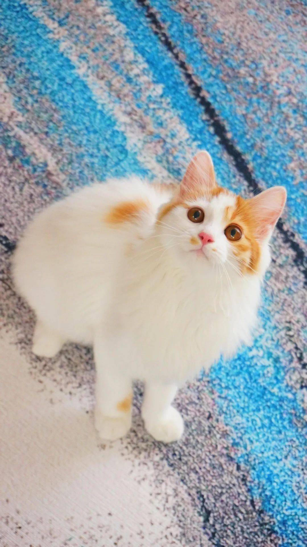 待领养猫|cat.1869球球|妹妹