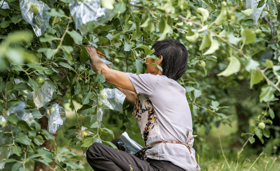 果园里"结"出好日子!门头沟斋堂镇军响村走上生态致富路
