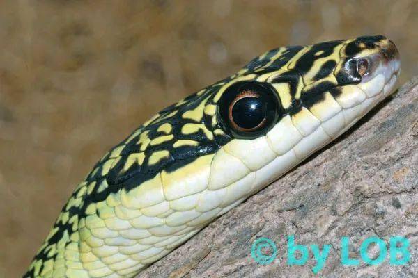 【从零开始养】美丽金花蛇基础饲养指南