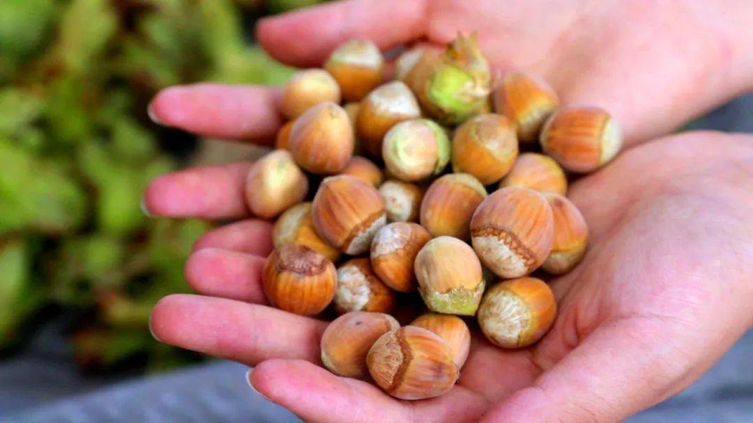 小编没忍住, 嗑开硬壳, 里面的榛子仁都相当的饱满.