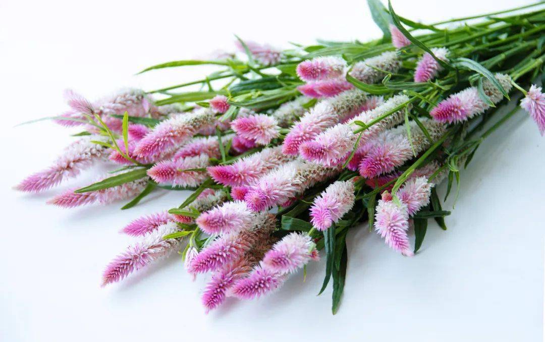 一束粉色凤尾的田园风情_花瓶