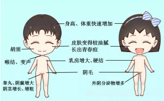 男孩tanner分期标准图图片