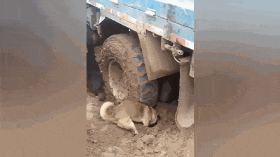 560_314gif 动态图 动图