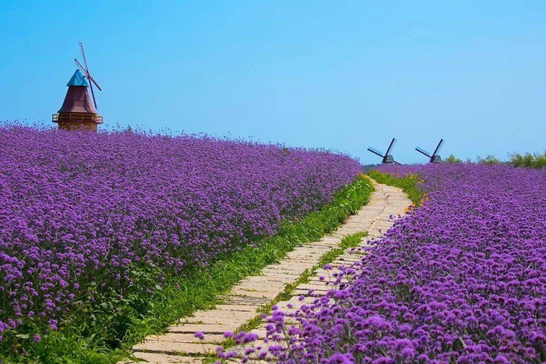 吉林市各景区相继迎来 户外旅游娱乐黄金期 吉林金珠花海度假区 更是