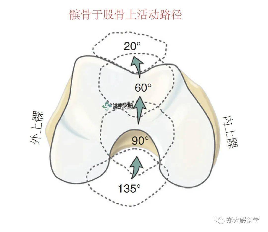 当膝关节处在屈曲90至60度间的位置时,髌骨通常接合于股骨的髁间沟内