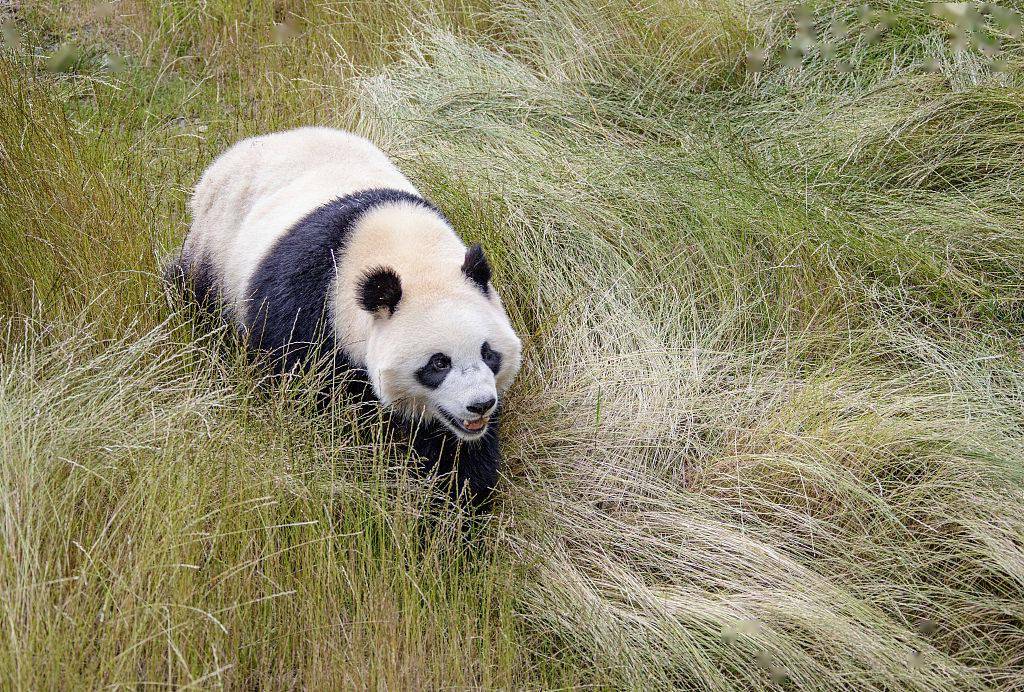 四川阿坝九寨沟县勿角白马藏族乡甲勿池原始生态区,大熊猫在玩耍,睡觉