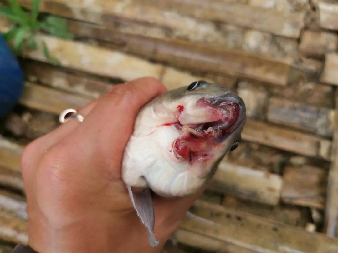 盘点这些年钓过的畸形鱼,伤病鱼,原因并非全是电鱼导致