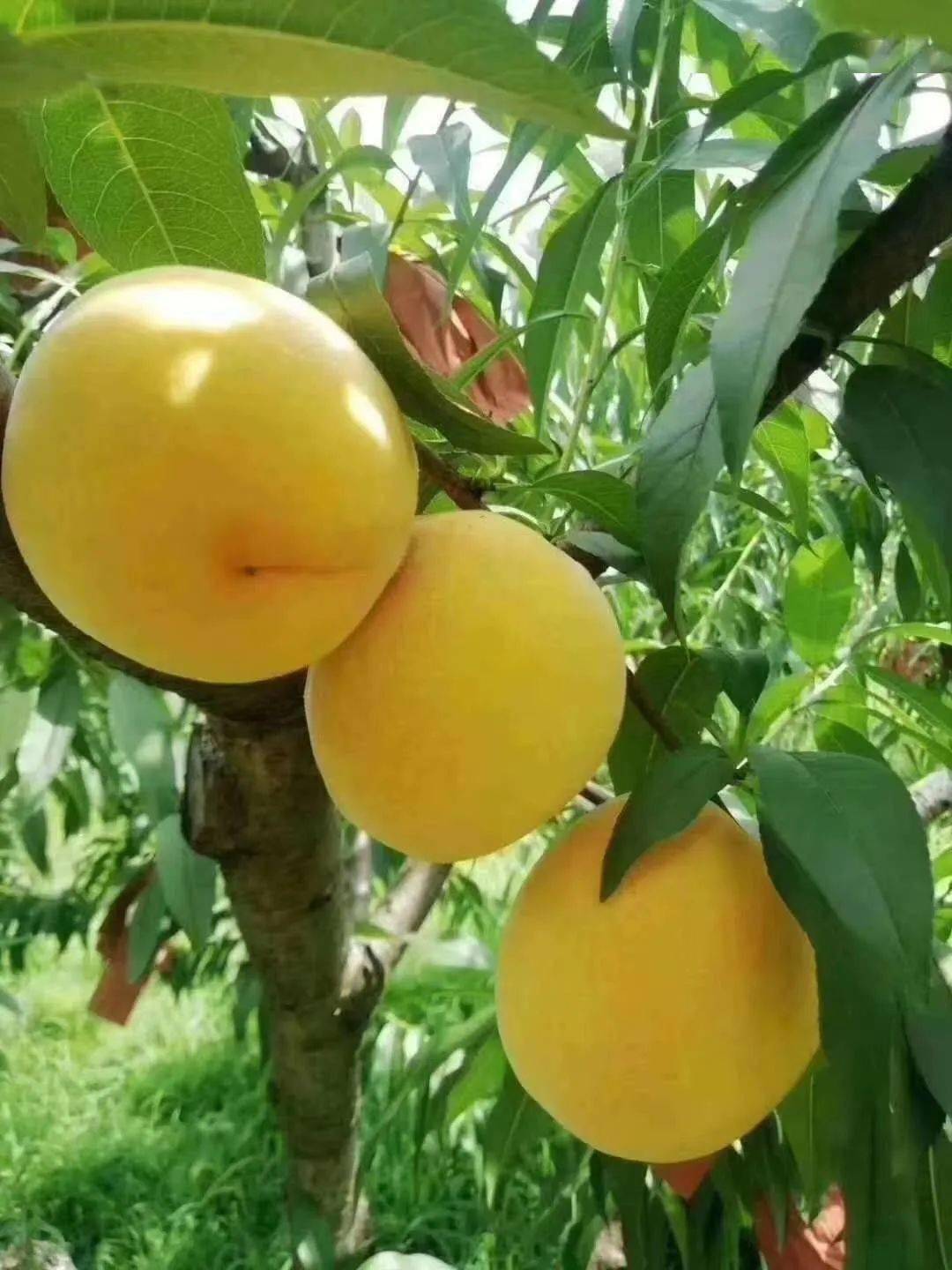 祁东友文生态家庭农场锦绣黄桃25日开园啦!香!脆!甜!