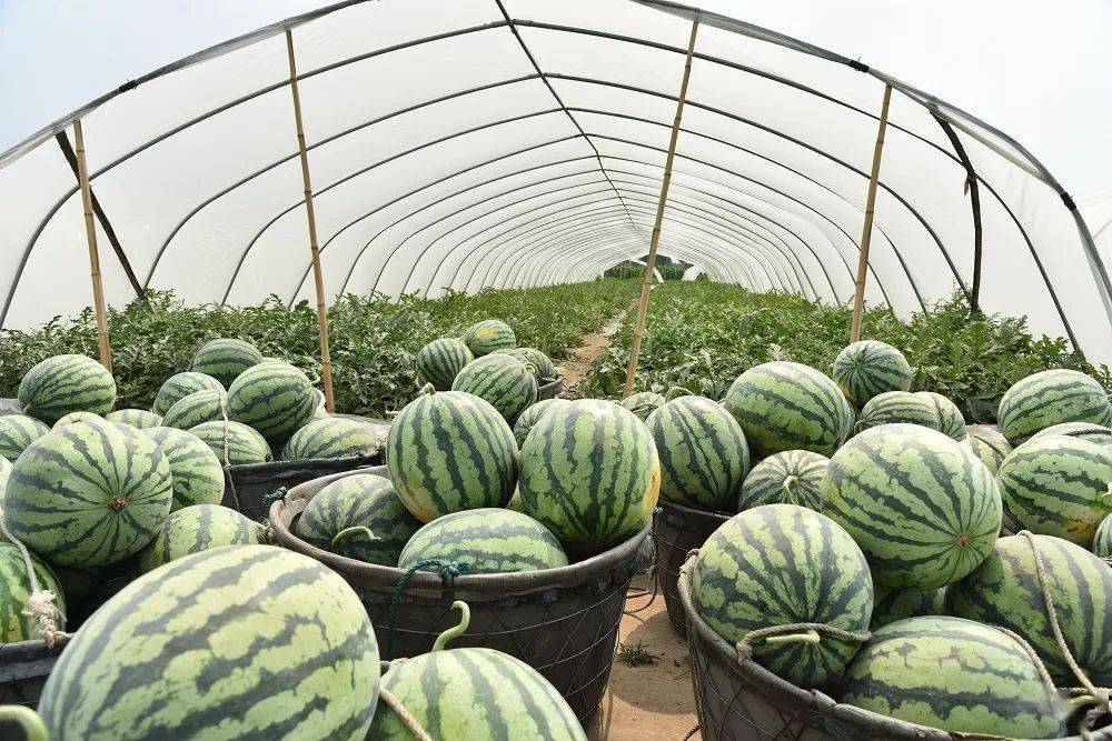 走向我们的小康生活昌黎县赵家港村种植麒麟瓜走出致富路
