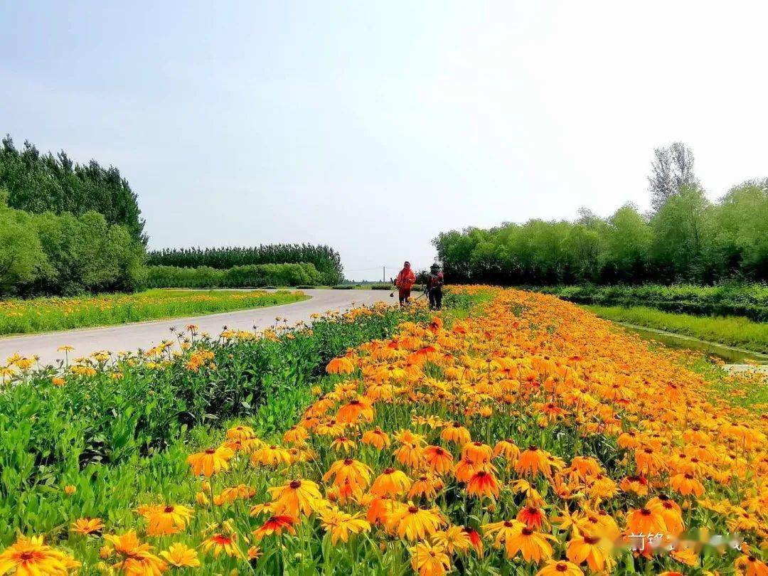 前锋农场公路花海景观盛夏"绽放"