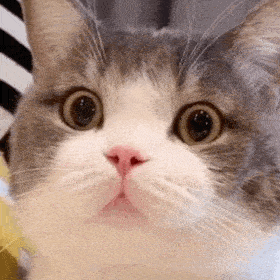 吃惊猫表情包gif图片