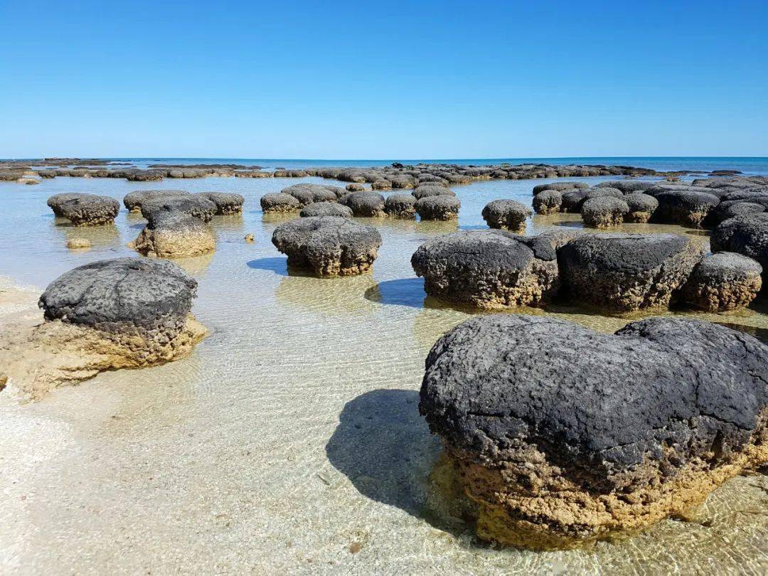 叠层石切片,年龄有35亿年了 图/wikimedia远古生命想象图,蘑菇状的就