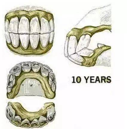 详解| 如何判断马的年龄?_牙齿