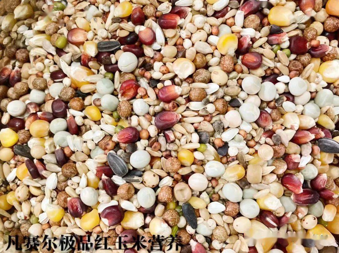 凡赛尔红玉米鸽粮正式上市