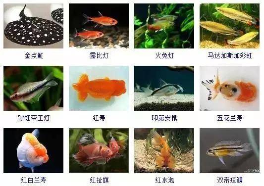 扫一扫看图识鱼图片