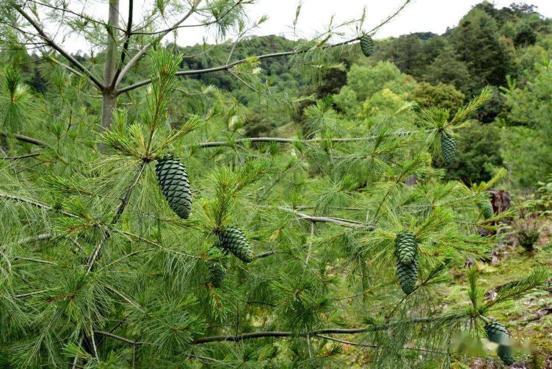 螞蟻森林為滇金絲猴生態廊道修復買單