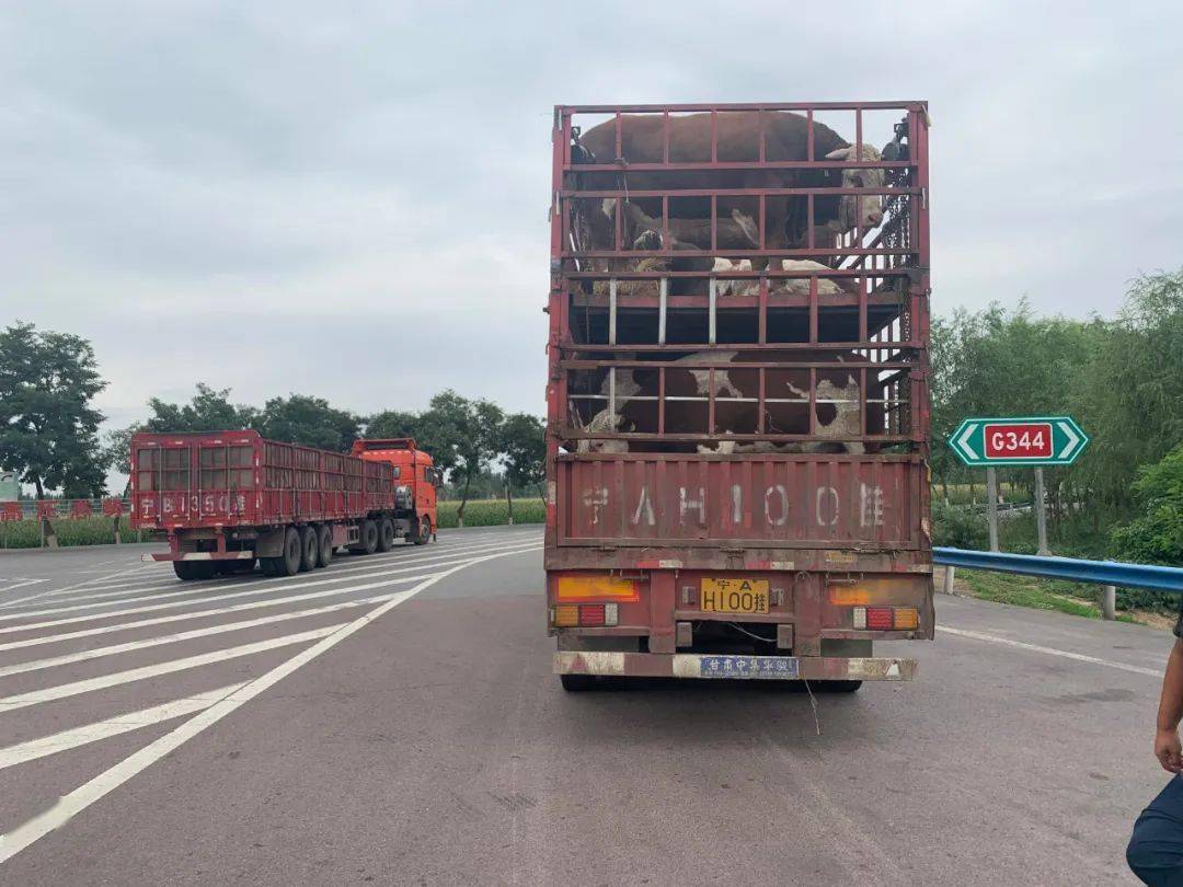 高速公路上接连发生活牛掉落,是怎么一回事呢?