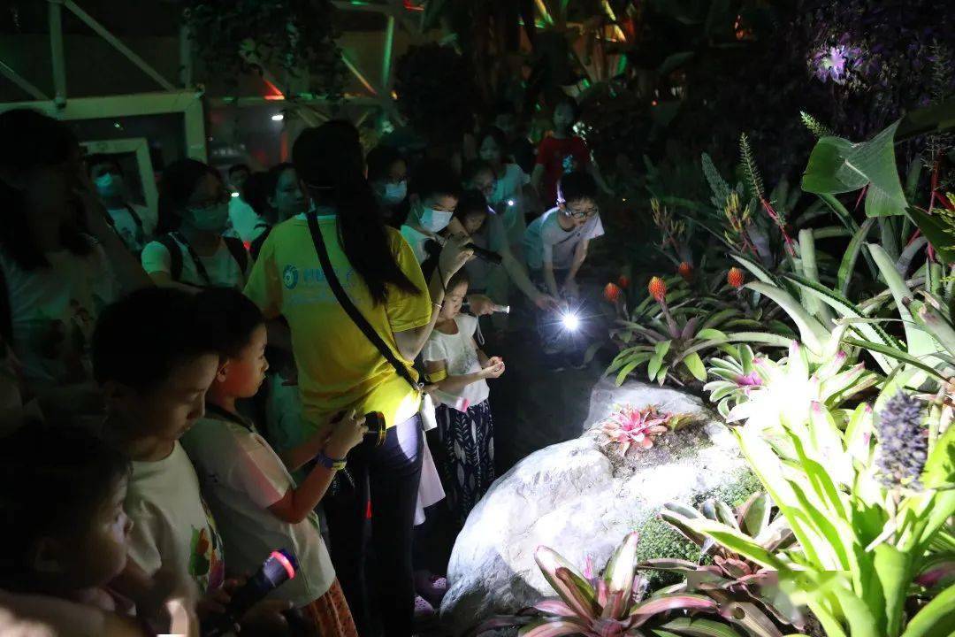 佘山夜游专线首发:辰山植物园温室夜游 泰晤士小镇欢乐亲子一日游