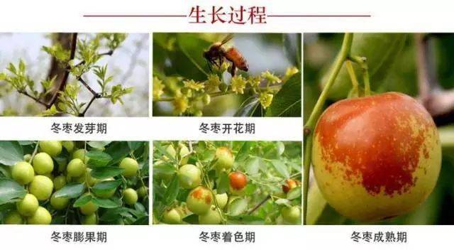 不打农药西昌露天冬枣来了甜脆入心5斤礼盒装开启预售啦