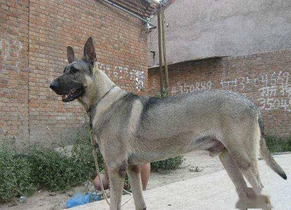 如果再给我一次机会我一定要养一只狼青犬