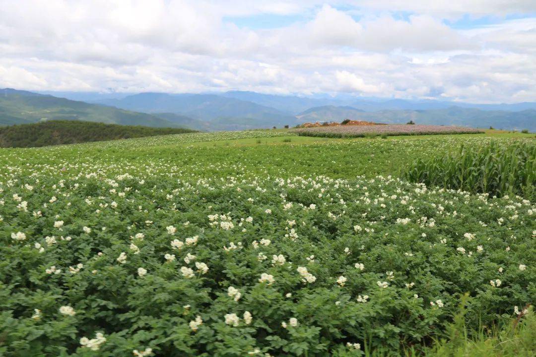 又是一年花开时 | 昨天,剑川县甸南镇白山母村第二届 "洋芋花"节开幕