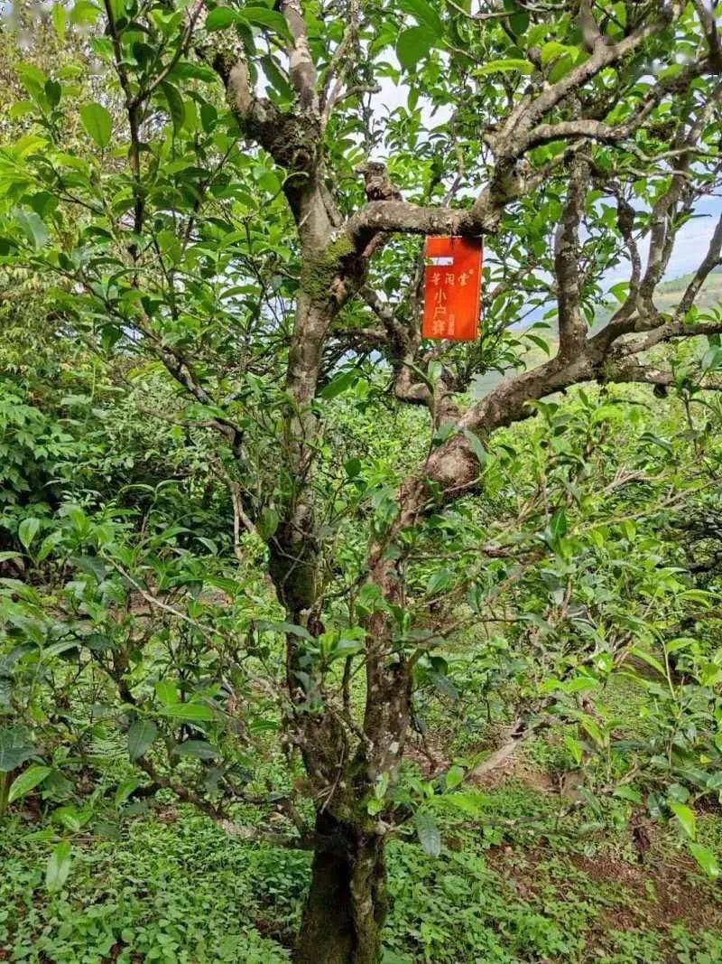 普洱茶古树黄片,性价比超高的口粮茶,有骨有肉香甜顺