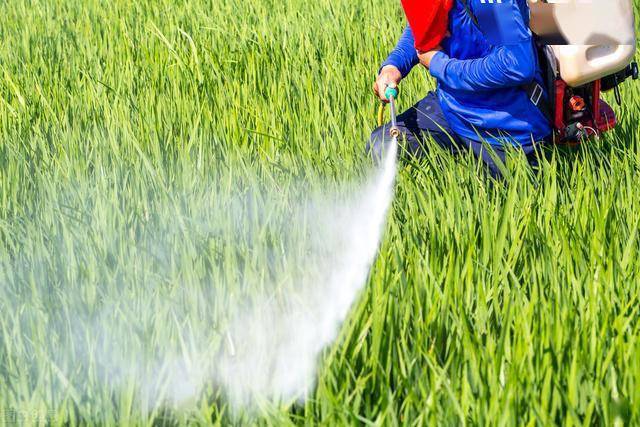 連續陰雨天蔬菜噴藥易產生藥害農戶要注意掌握正確方法